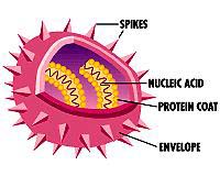 Anti-Virus Cell